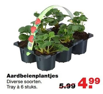 Aanbiedingen Aardbeienplantjes - Huismerk - Praxis - Geldig van 13/03/2017 tot 19/03/2017 bij Praxis