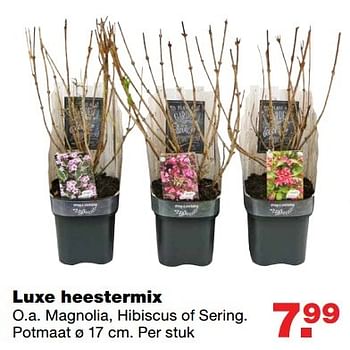 Aanbiedingen Luxe heestermix - Huismerk - Praxis - Geldig van 13/03/2017 tot 19/03/2017 bij Praxis