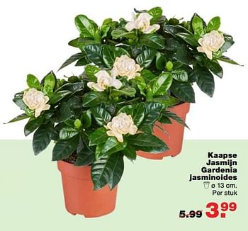 Aanbiedingen Kaapse jasmijn gardenia jasminoides - Huismerk - Praxis - Geldig van 13/03/2017 tot 19/03/2017 bij Praxis