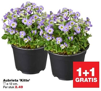 Aanbiedingen Aubrieta `kitte` - Huismerk - Praxis - Geldig van 13/03/2017 tot 19/03/2017 bij Praxis