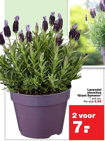 Aanbiedingen Lavendel stoechas `giant summer` - Huismerk - Praxis - Geldig van 13/03/2017 tot 19/03/2017 bij Praxis
