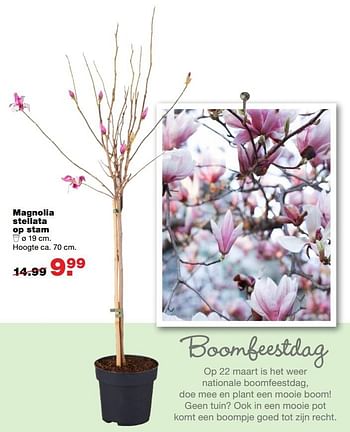 Aanbiedingen Magnolia stellata op stam - Magnolia - Geldig van 13/03/2017 tot 19/03/2017 bij Praxis