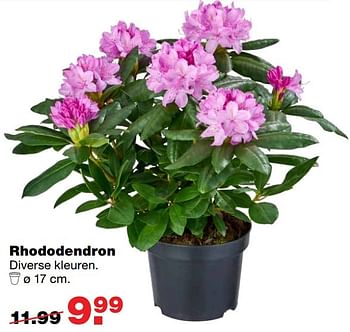 Aanbiedingen Rhododendron - Huismerk - Praxis - Geldig van 13/03/2017 tot 19/03/2017 bij Praxis