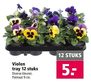 Aanbiedingen Violen tray - Huismerk - Welkoop - Geldig van 13/03/2017 tot 26/03/2017 bij Welkoop