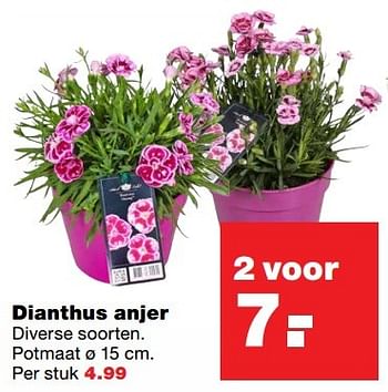 Aanbiedingen Dianthus anjer - Huismerk - Praxis - Geldig van 20/03/2017 tot 26/03/2017 bij Praxis