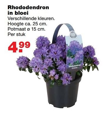 Aanbiedingen Rhododendron in bloei - Huismerk - Praxis - Geldig van 20/03/2017 tot 26/03/2017 bij Praxis