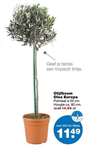 Aanbiedingen Olijfboom olea europa - Huismerk - Praxis - Geldig van 27/03/2017 tot 02/04/2017 bij Praxis