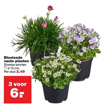 Aanbiedingen Bloeiende vaste planten - Huismerk - Praxis - Geldig van 20/03/2017 tot 26/03/2017 bij Praxis