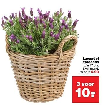 Aanbiedingen Lavendel stoechas - Huismerk - Praxis - Geldig van 20/03/2017 tot 26/03/2017 bij Praxis