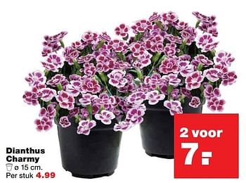 Aanbiedingen Dianthus charmy - Huismerk - Praxis - Geldig van 20/03/2017 tot 26/03/2017 bij Praxis