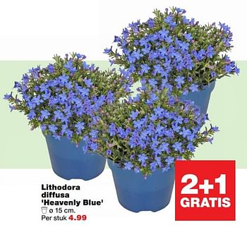 Aanbiedingen Lithodora diffusa heavenly blue - Huismerk - Praxis - Geldig van 27/03/2017 tot 02/04/2017 bij Praxis