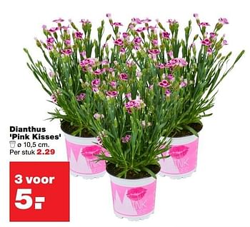 Aanbiedingen Dianthus pink kisses - Huismerk - Praxis - Geldig van 27/03/2017 tot 02/04/2017 bij Praxis