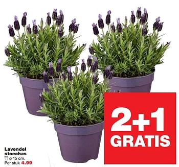 Aanbiedingen Lavendel stoechas - Huismerk - Praxis - Geldig van 27/03/2017 tot 02/04/2017 bij Praxis