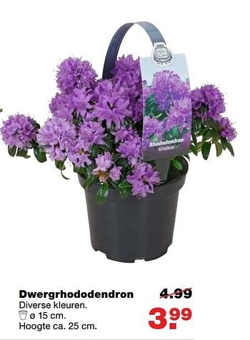 Aanbiedingen Dwergrhododendron - Huismerk - Praxis - Geldig van 27/03/2017 tot 02/04/2017 bij Praxis