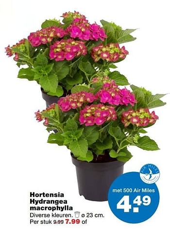 Aanbiedingen Hortensia hydrangea macrophylla - Huismerk - Praxis - Geldig van 27/03/2017 tot 02/04/2017 bij Praxis