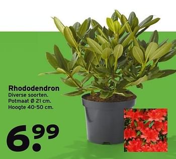 Aanbiedingen Rhododendron - Huismerk - Gamma - Geldig van 27/03/2017 tot 02/04/2017 bij Gamma