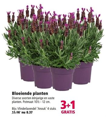 Aanbiedingen Bloeiende planten - Huismerk - Welkoop - Geldig van 27/03/2017 tot 09/04/2017 bij Welkoop