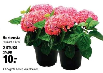 Aanbiedingen Hortensia - Huismerk - Welkoop - Geldig van 27/03/2017 tot 09/04/2017 bij Welkoop