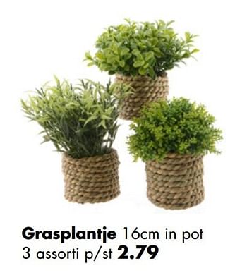 Aanbiedingen Grasplantje - Huismerk - Multi Bazar - Geldig van 02/04/2017 tot 30/04/2017 bij Multi Bazar