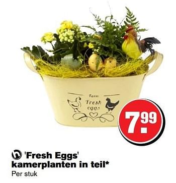 Aanbiedingen Fresh eggs kamerplanten in teil - Huismerk - Hoogvliet - Geldig van 29/03/2017 tot 17/04/2017 bij Hoogvliet