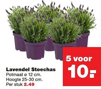 Aanbiedingen Lavendel stoechas - Huismerk - Praxis - Geldig van 03/04/2017 tot 09/04/2017 bij Praxis