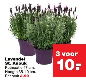 Aanbiedingen Lavendel st. anouk - Huismerk - Praxis - Geldig van 03/04/2017 tot 09/04/2017 bij Praxis