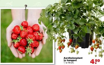 Aanbiedingen Aardbeienplant in hangpot - Huismerk - Praxis - Geldig van 03/04/2017 tot 09/04/2017 bij Praxis