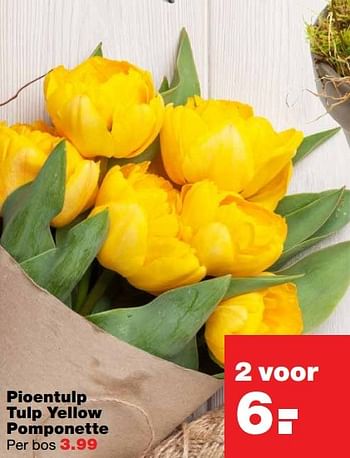 Aanbiedingen Pioentulp tulp yellow pomponette - Huismerk - Praxis - Geldig van 03/04/2017 tot 09/04/2017 bij Praxis