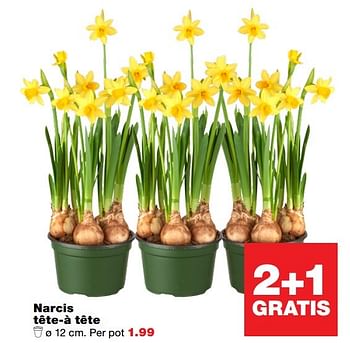 Aanbiedingen Narcis tête-à tête - Huismerk - Praxis - Geldig van 03/04/2017 tot 09/04/2017 bij Praxis
