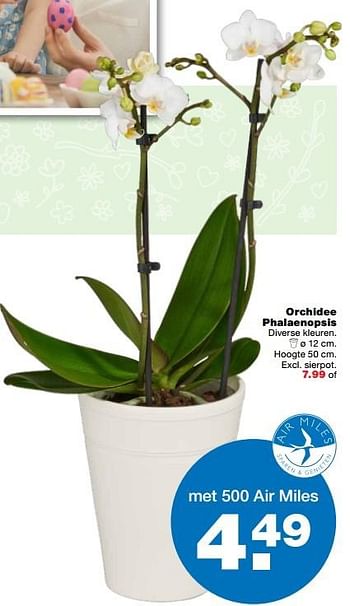 Aanbiedingen Orchidee phalaenopsis - Huismerk - Praxis - Geldig van 03/04/2017 tot 09/04/2017 bij Praxis