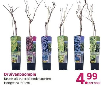 Aanbiedingen Druivenboompje - Huismerk - Lidl - Geldig van 04/04/2017 tot 15/04/2017 bij Lidl