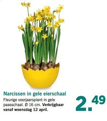 Aanbiedingen Narcissen in gele eierschaal - Huismerk - Lidl - Geldig van 10/04/2017 tot 15/04/2017 bij Lidl