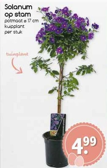 Aanbiedingen Solanum op stam - Huismerk - Agrimarkt - Geldig van 10/04/2017 tot 15/04/2017 bij Agrimarkt