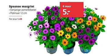 Aanbiedingen Spaanse margriet - Huismerk- Boerenbond - Geldig van 03/04/2017 tot 16/04/2017 bij Boerenbond