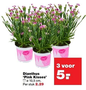 Aanbiedingen Dianthus pink kisses - Huismerk - Praxis - Geldig van 10/04/2017 tot 17/04/2017 bij Praxis