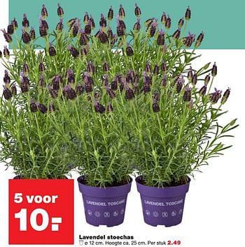Aanbiedingen Lavendel stoechas - Huismerk - Praxis - Geldig van 10/04/2017 tot 17/04/2017 bij Praxis