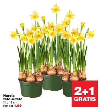 Aanbiedingen Narcis tête-à-tête - Huismerk - Praxis - Geldig van 10/04/2017 tot 17/04/2017 bij Praxis