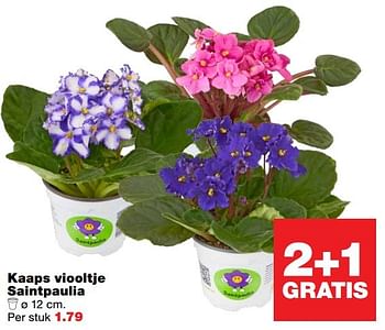 Aanbiedingen Kaaps viooltje saintpaulia - Huismerk - Praxis - Geldig van 10/04/2017 tot 17/04/2017 bij Praxis
