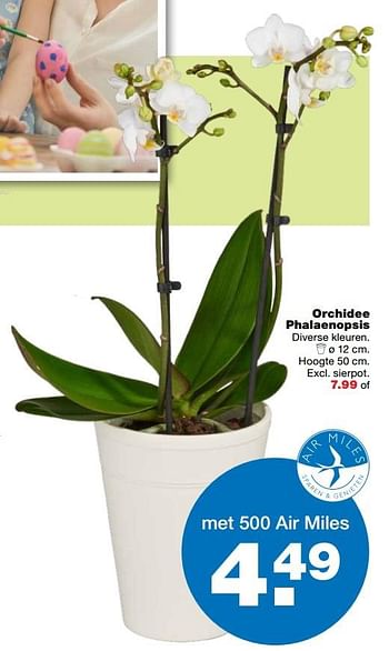 Aanbiedingen Orchidee phalaenopsis - Huismerk - Praxis - Geldig van 10/04/2017 tot 17/04/2017 bij Praxis