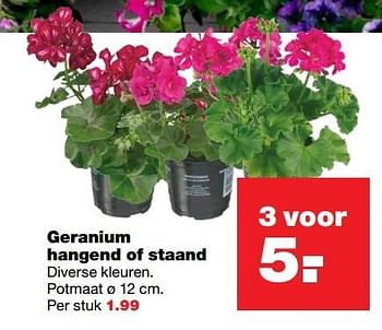 Aanbiedingen Geranium hangend of staand - Huismerk - Praxis - Geldig van 10/04/2017 tot 17/04/2017 bij Praxis