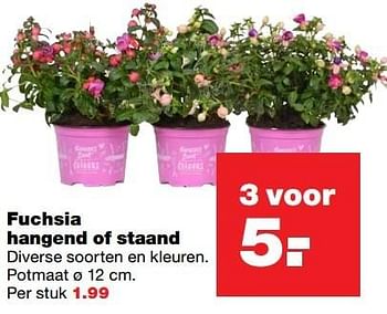 Aanbiedingen Fuchsia hangend of staand - Huismerk - Praxis - Geldig van 10/04/2017 tot 17/04/2017 bij Praxis