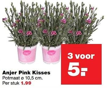 Aanbiedingen Anjer pink kisses - Huismerk - Praxis - Geldig van 10/04/2017 tot 17/04/2017 bij Praxis