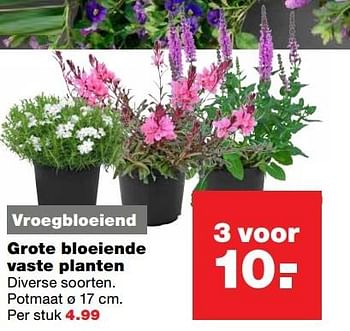 Aanbiedingen Grote bloeiende vaste planten - Huismerk - Praxis - Geldig van 10/04/2017 tot 17/04/2017 bij Praxis