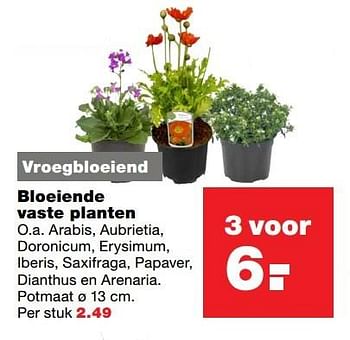 Aanbiedingen Bloeiende vaste planten - Huismerk - Praxis - Geldig van 10/04/2017 tot 17/04/2017 bij Praxis