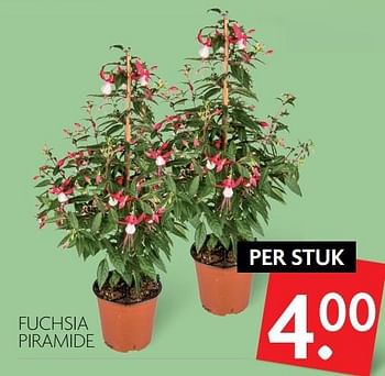 Aanbiedingen Fuchsia piramide - Huismerk - Deka Markt - Geldig van 16/04/2017 tot 22/04/2017 bij Deka Markt