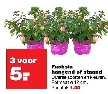 Aanbiedingen Fuchsia hangend of staand - Huismerk - Praxis - Geldig van 18/04/2017 tot 23/04/2017 bij Praxis