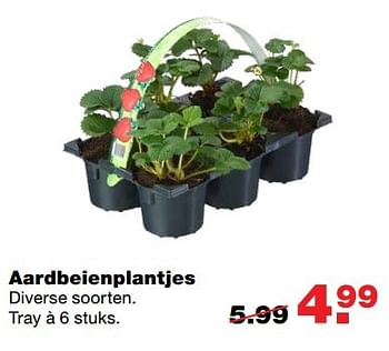 Aanbiedingen Aardbeienplantjes - Huismerk - Praxis - Geldig van 18/04/2017 tot 23/04/2017 bij Praxis