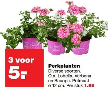 Aanbiedingen Perkplanten - Huismerk - Praxis - Geldig van 18/04/2017 tot 23/04/2017 bij Praxis