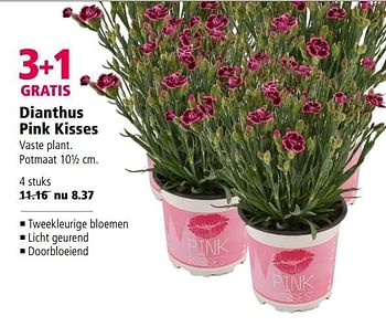Aanbiedingen Dianthus pink kisses - Huismerk - Welkoop - Geldig van 10/04/2017 tot 23/04/2017 bij Welkoop