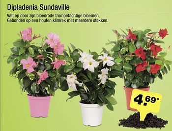 Aanbiedingen Dipladenia sundaville - Huismerk - Aldi - Geldig van 24/04/2017 tot 29/04/2017 bij Aldi